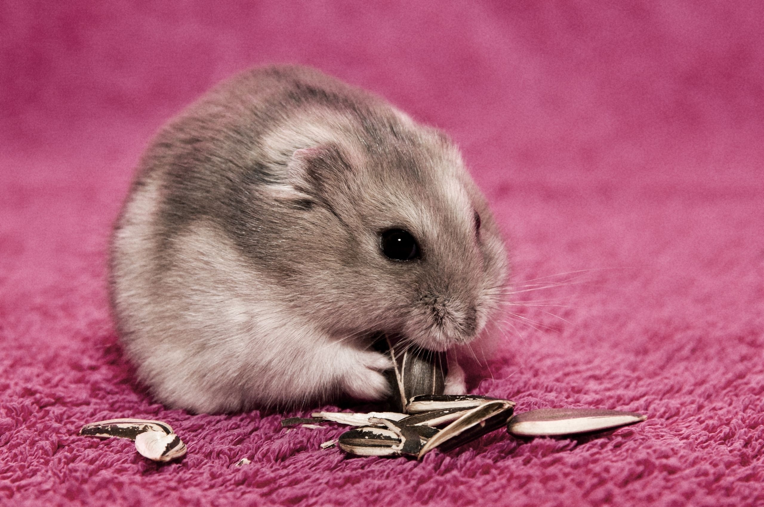 Cute Hamster  Wallpapers