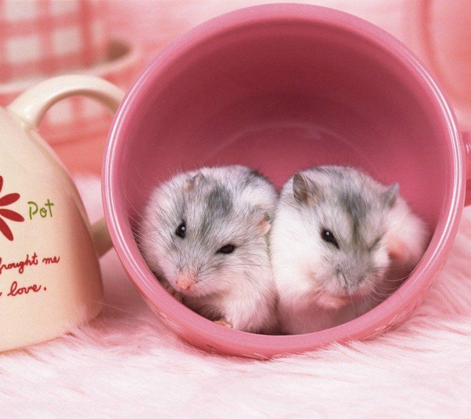 Cute Hamster  Wallpapers