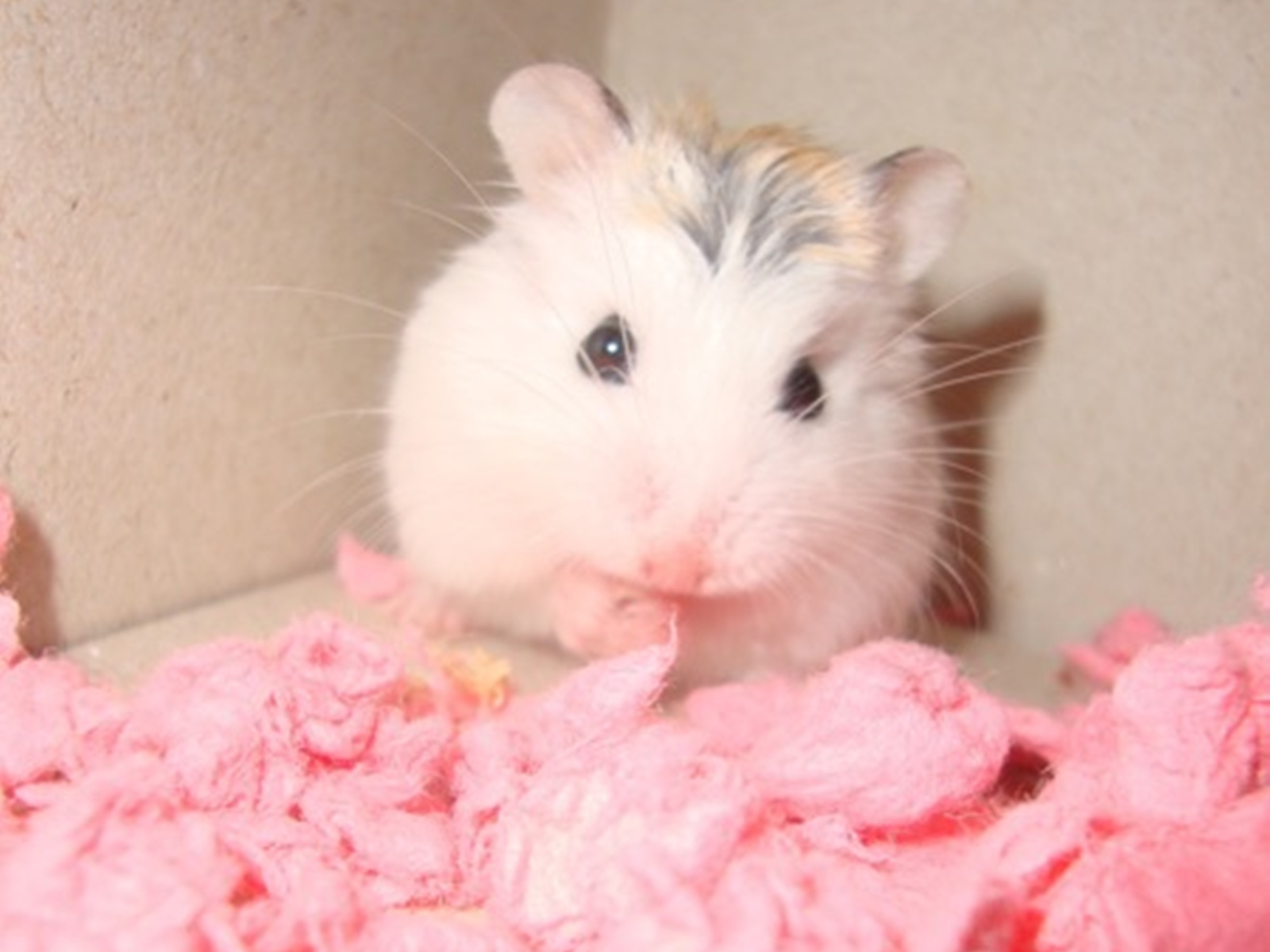 Cute Hamster  Wallpapers