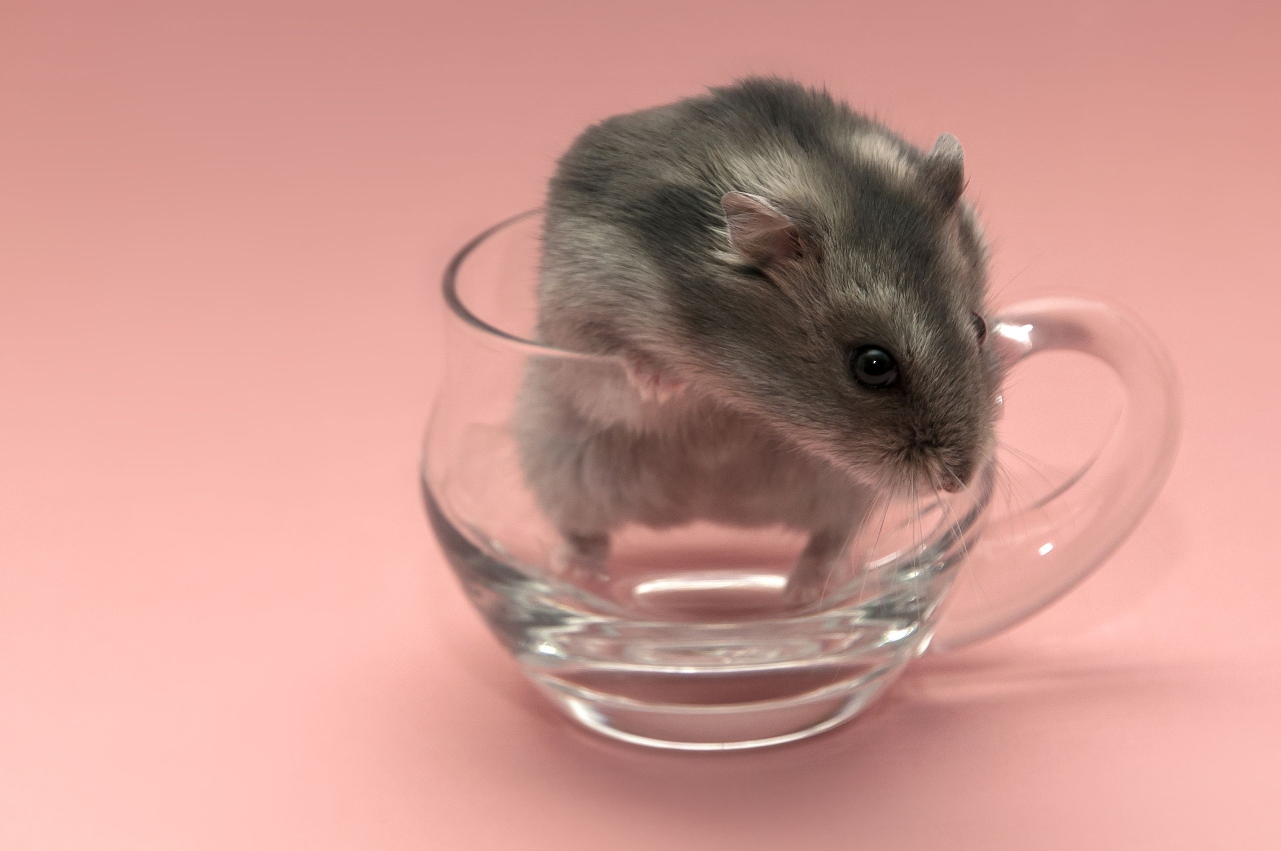 Cute Hamster  Wallpapers