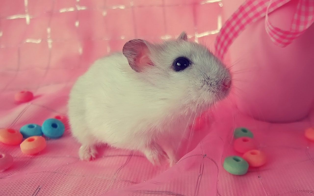 Cute Hamster  Wallpapers