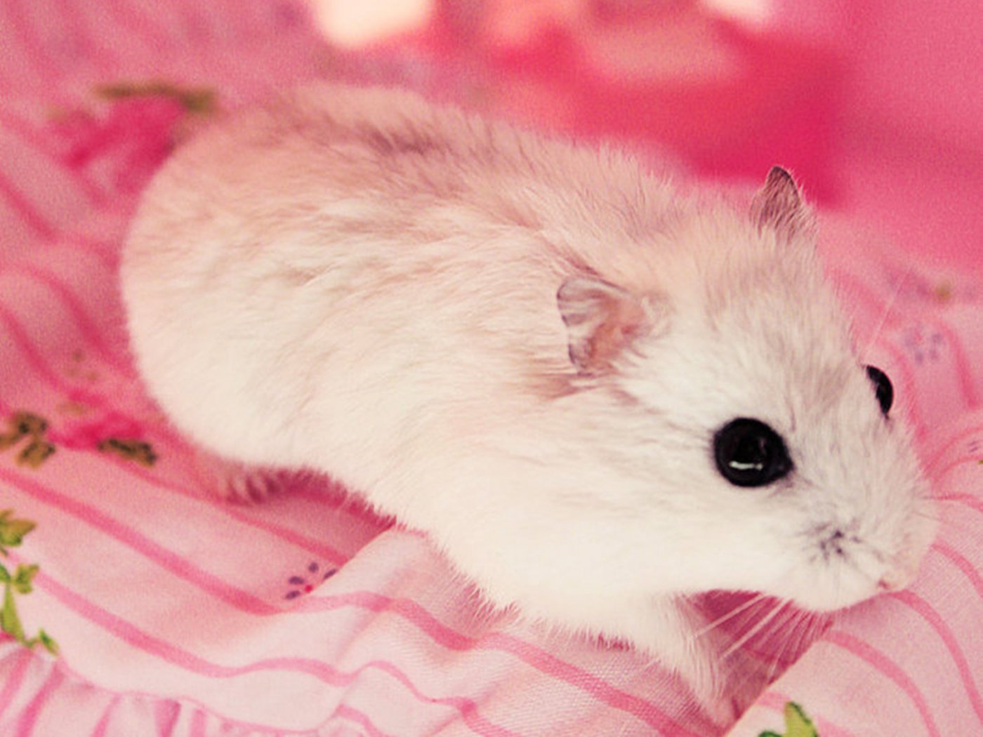 Cute Hamster  Wallpapers