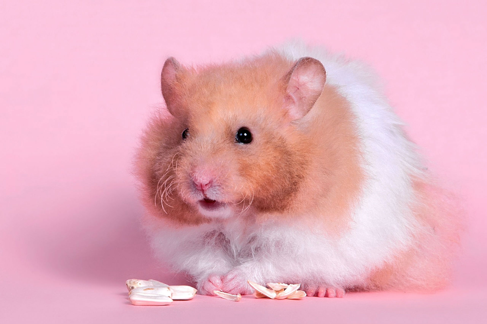 Cute Hamster  Wallpapers