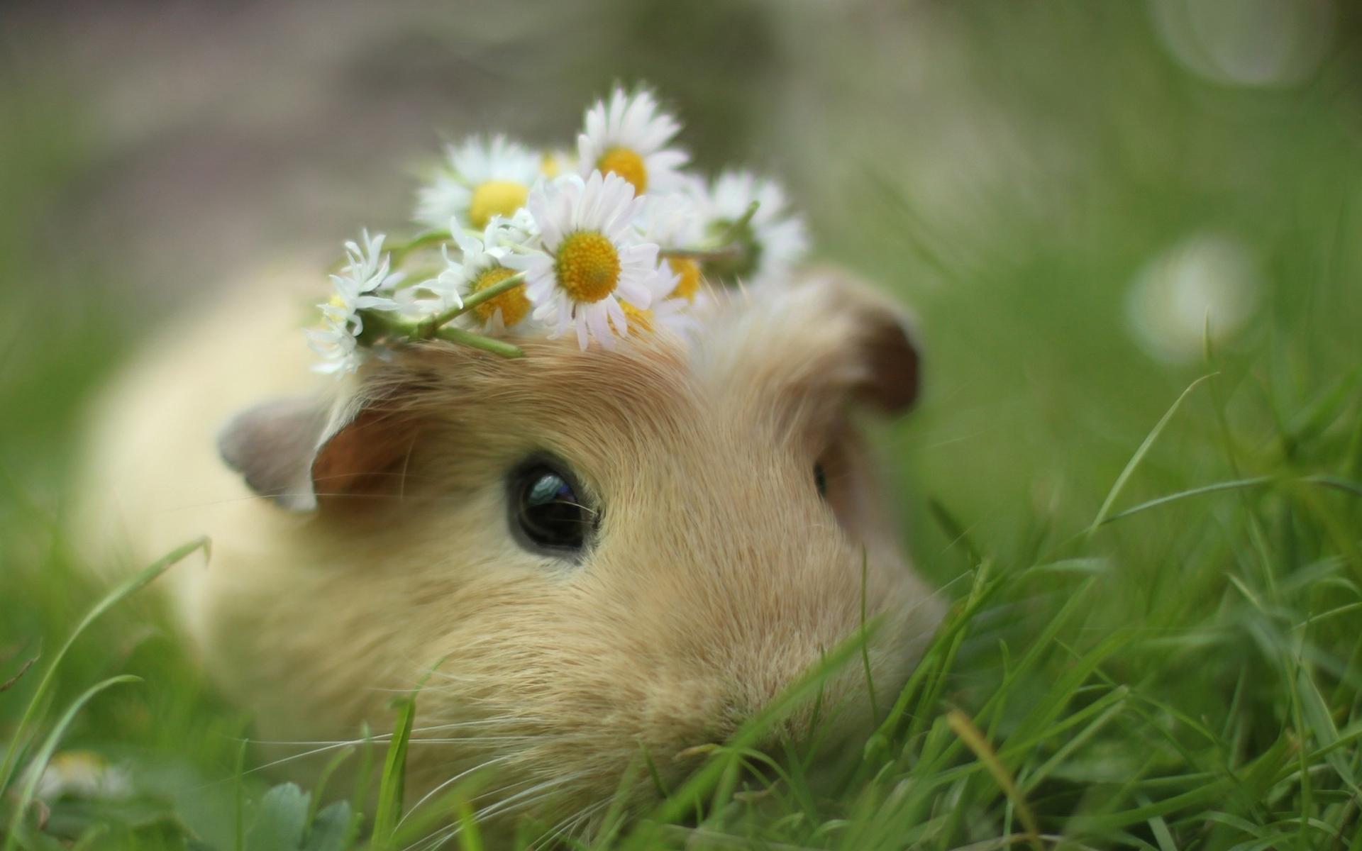 Cute Hamster  Wallpapers