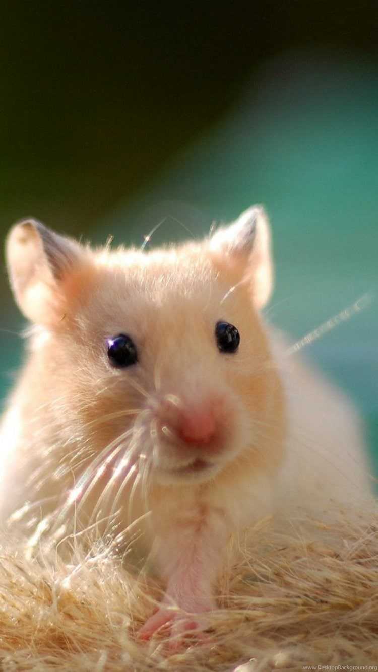 Cute Hamster  Wallpapers