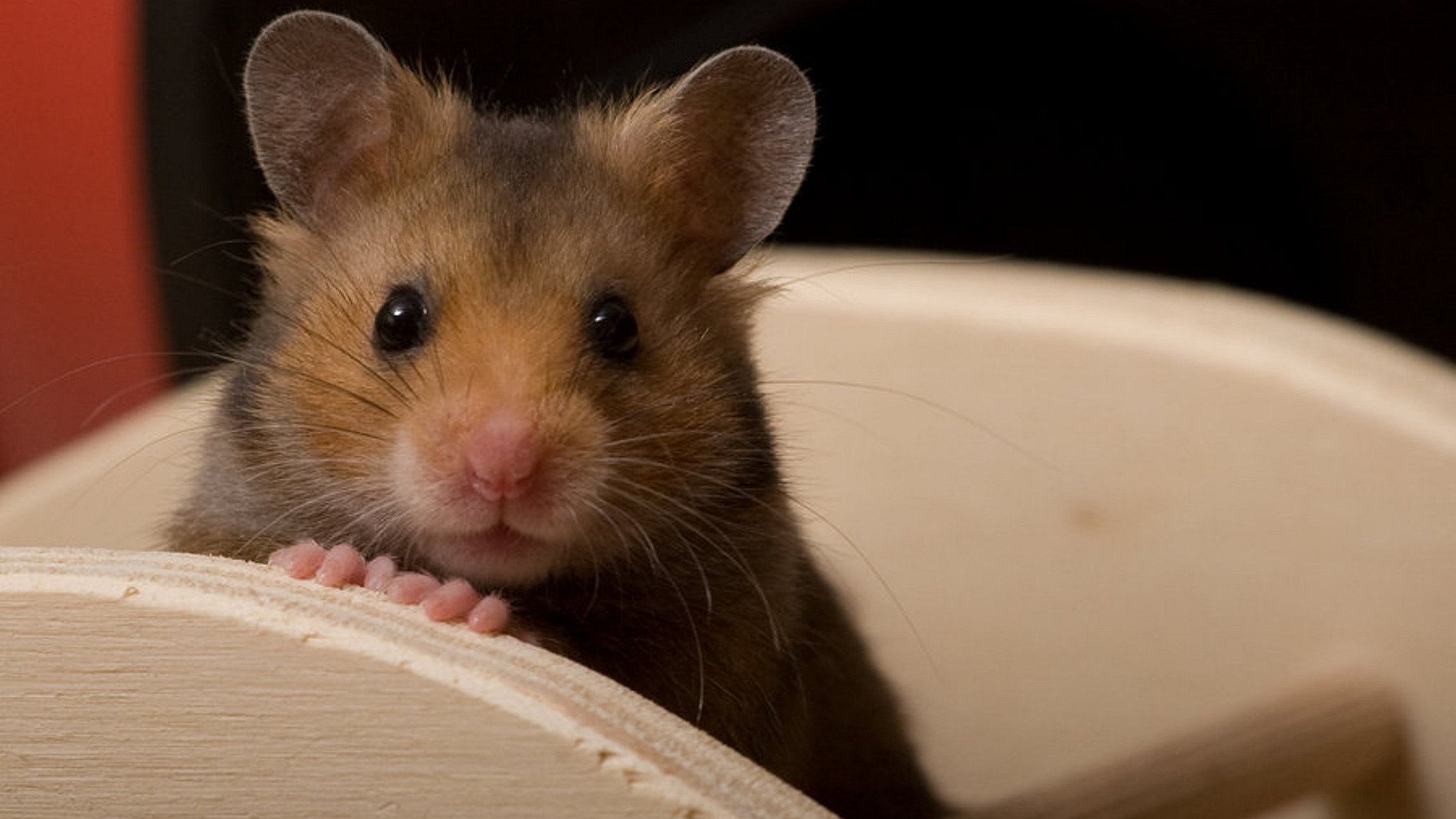 Cute Hamster  Wallpapers