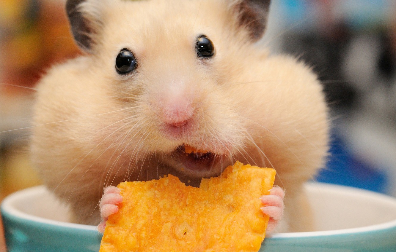 Cute Hamster  Wallpapers