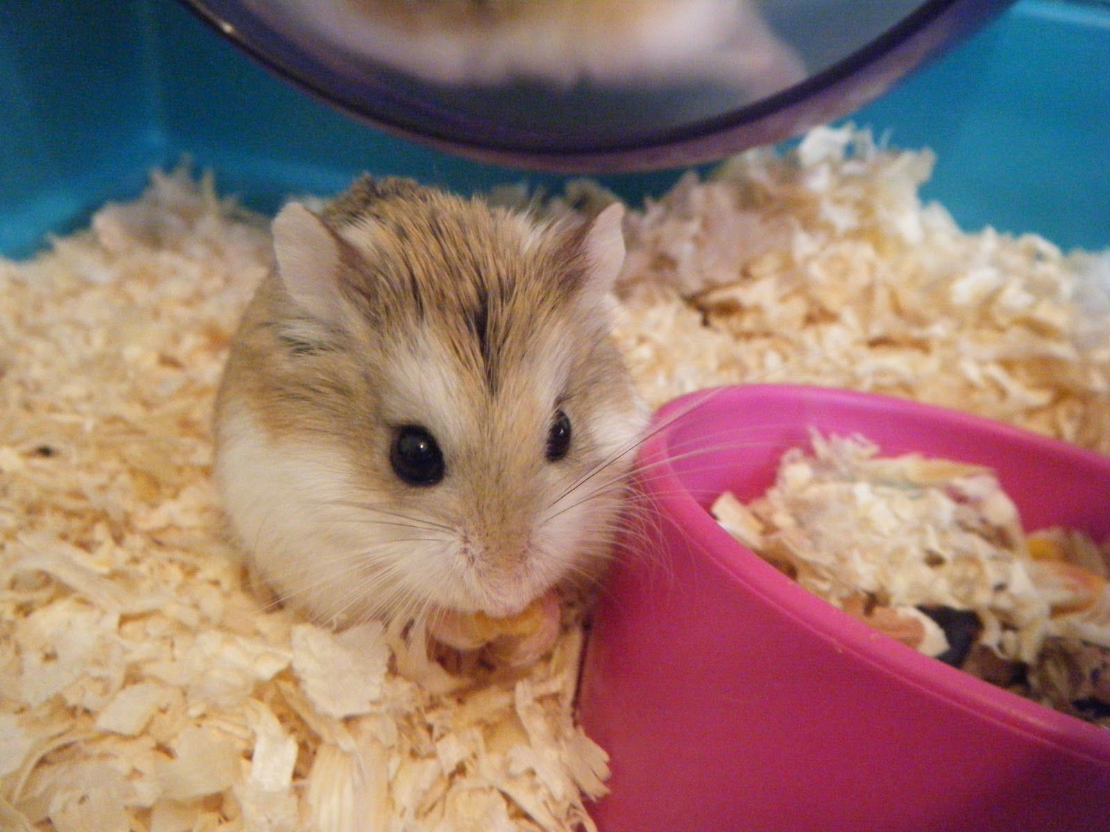 Cute Hamster  Wallpapers