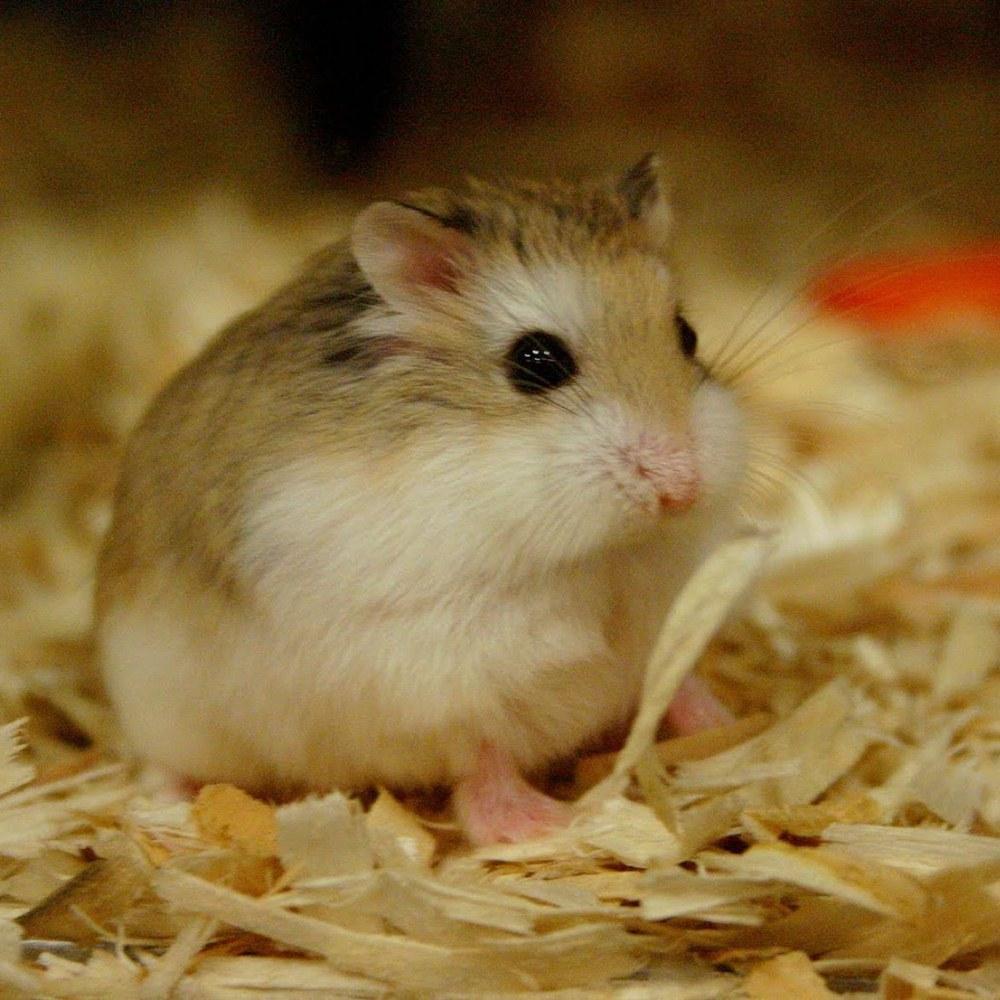 Cute Hamster  Wallpapers