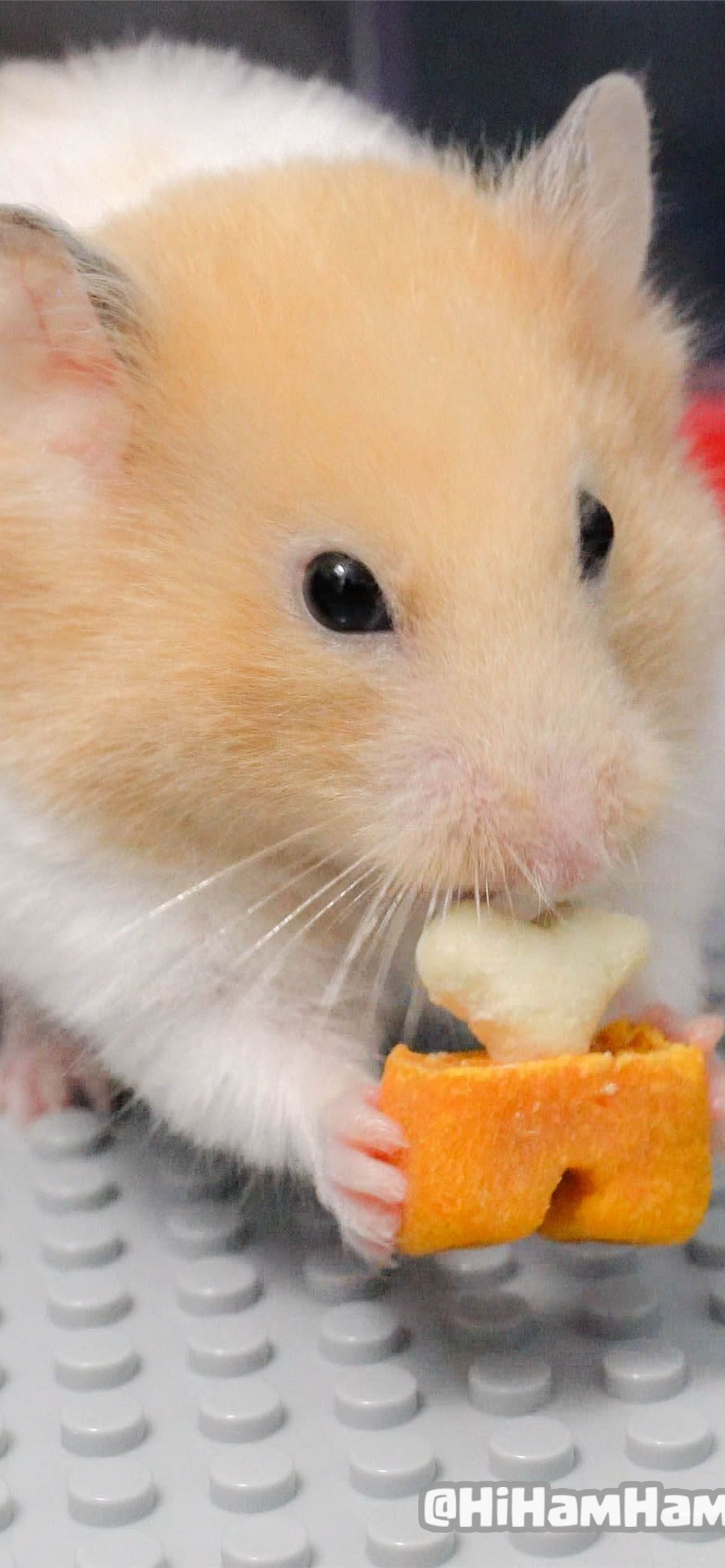 Cute Hamster  Wallpapers