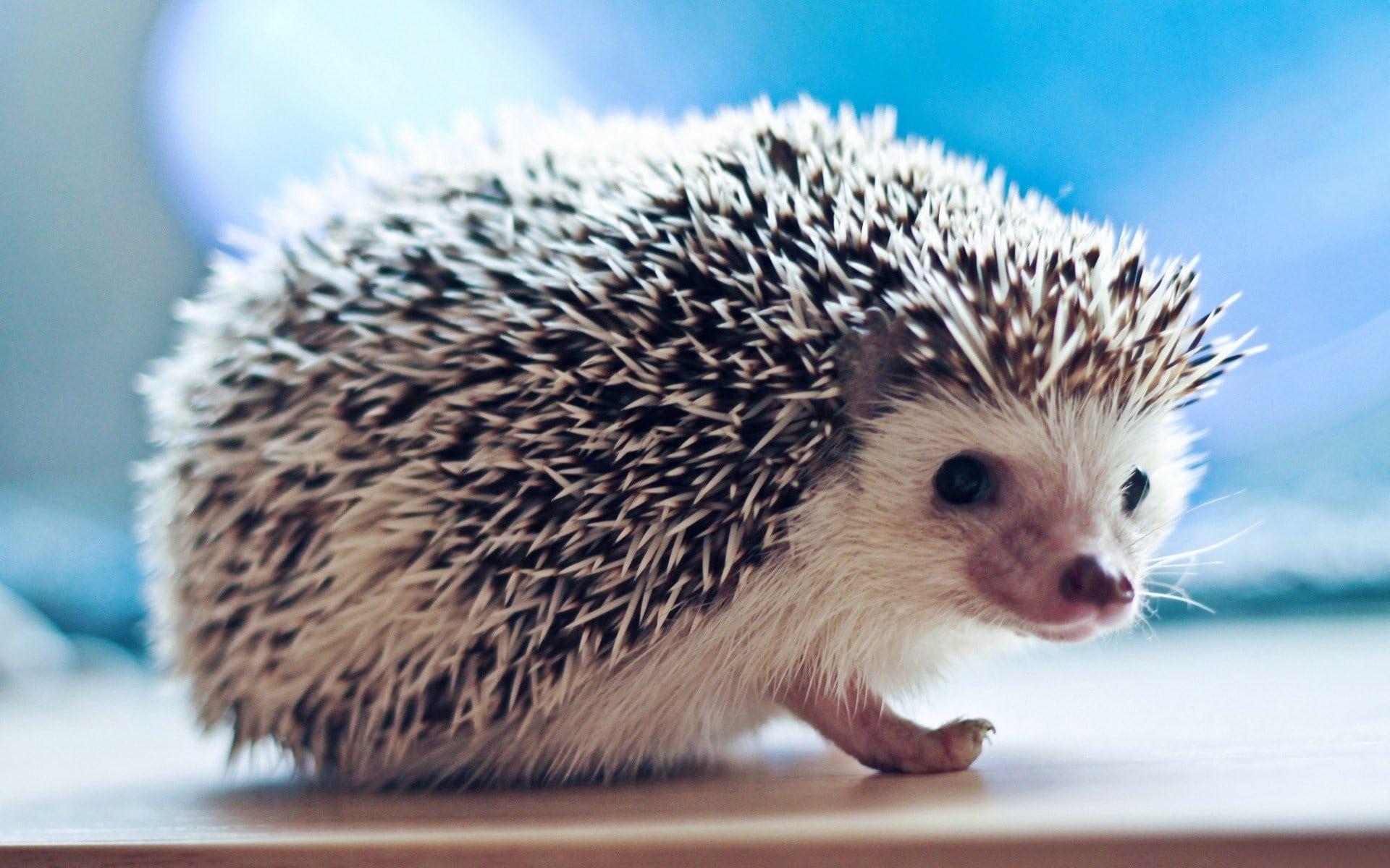 Cute HedgehogWallpapers