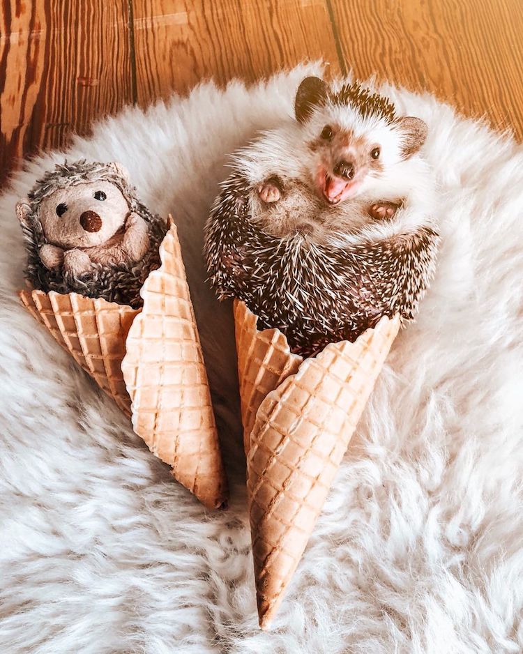 Cute HedgehogWallpapers