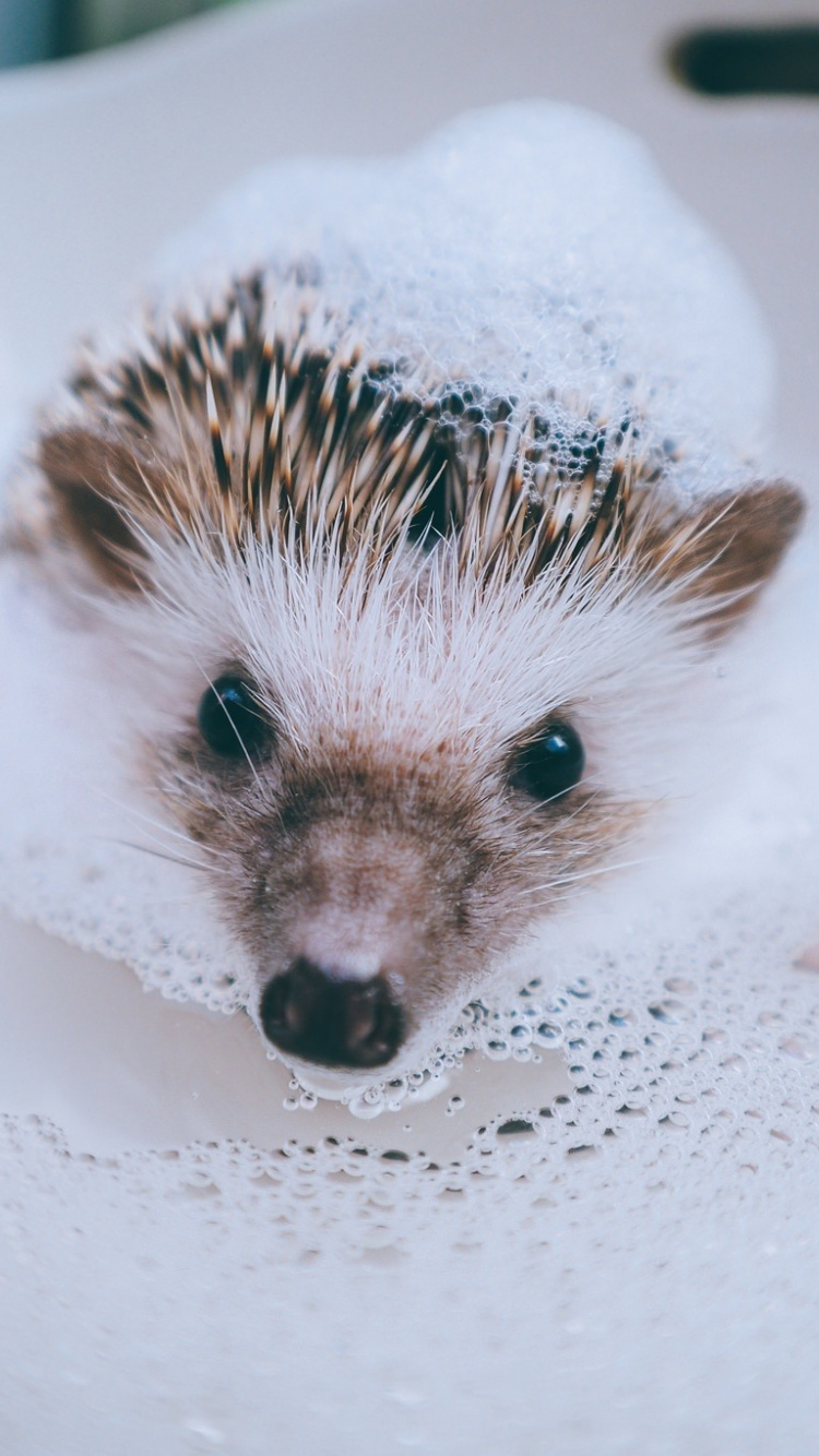 Cute HedgehogWallpapers