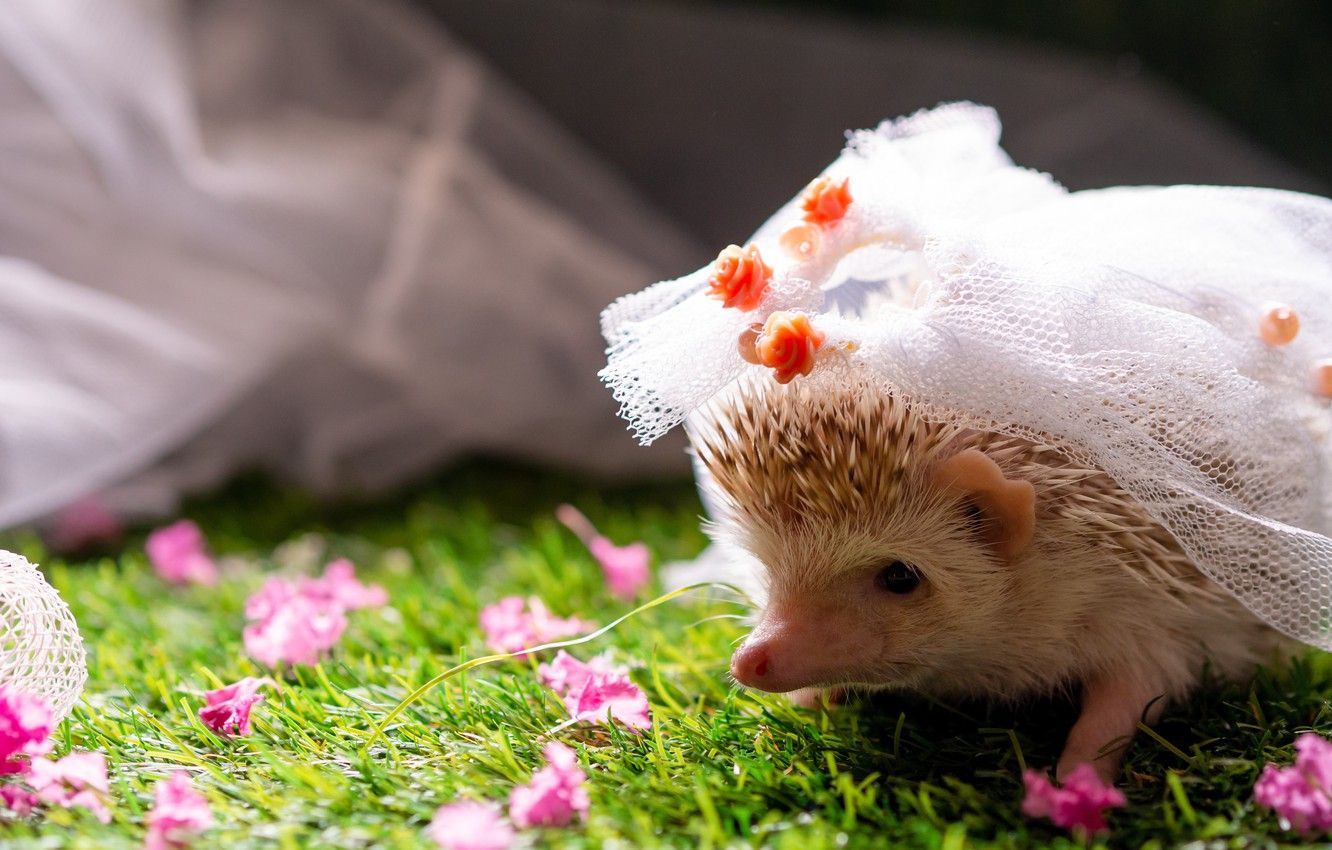 Cute HedgehogWallpapers