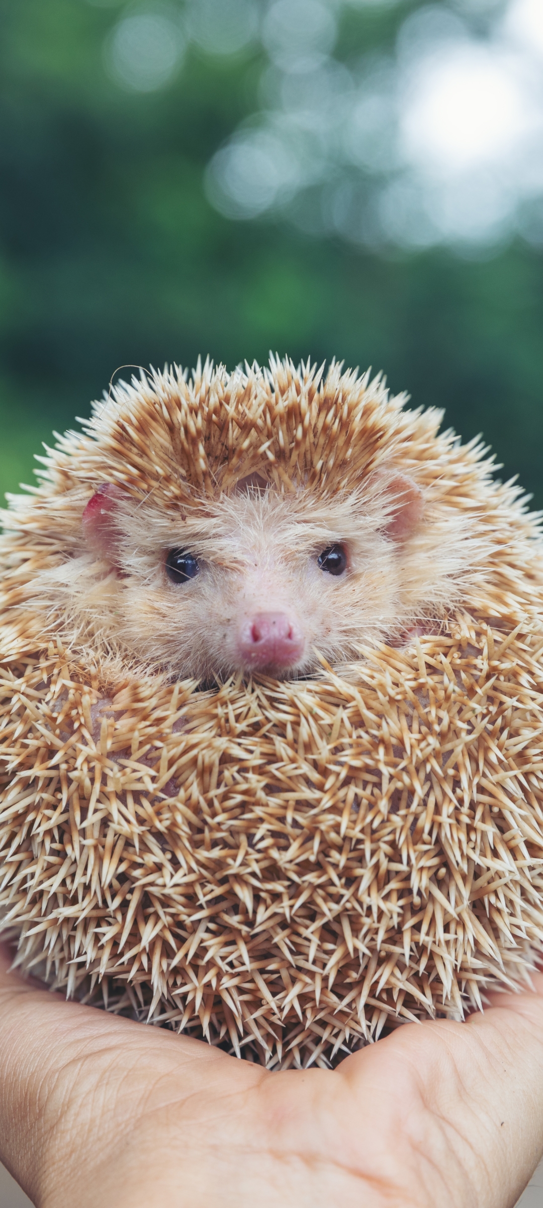 Cute HedgehogWallpapers