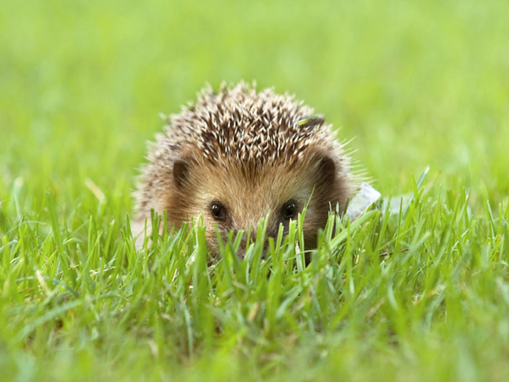 Cute HedgehogWallpapers