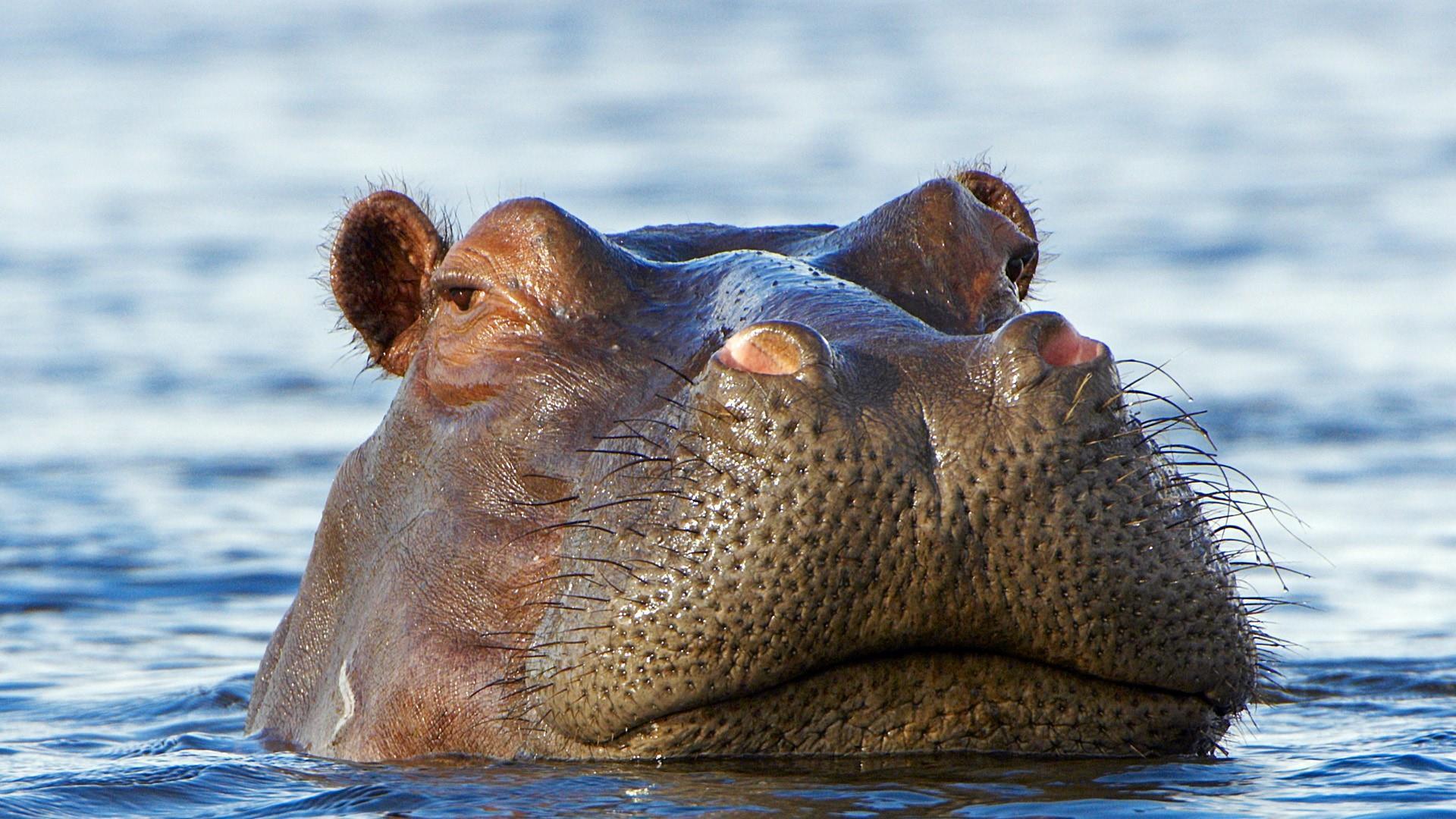 Cute Hippo Wallpapers