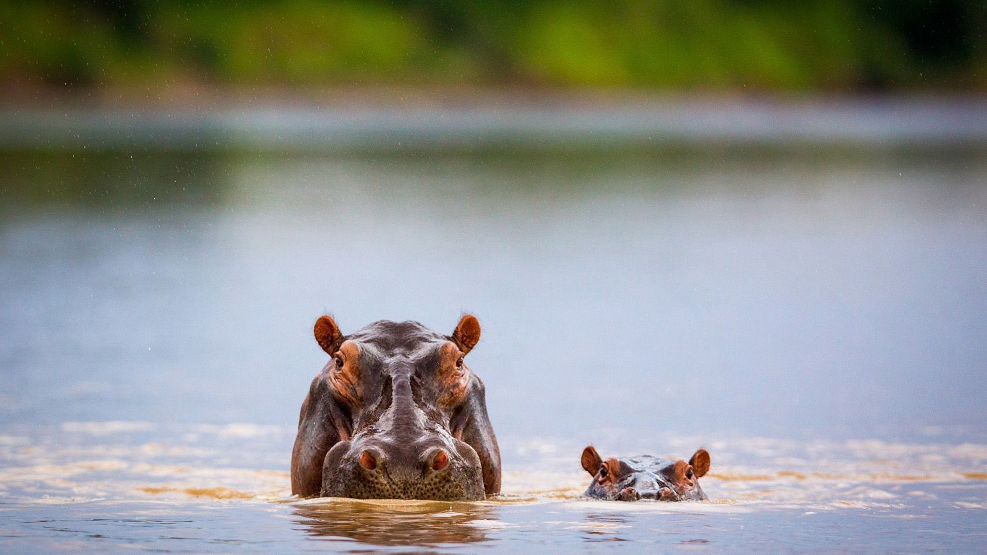 Cute Hippo Wallpapers