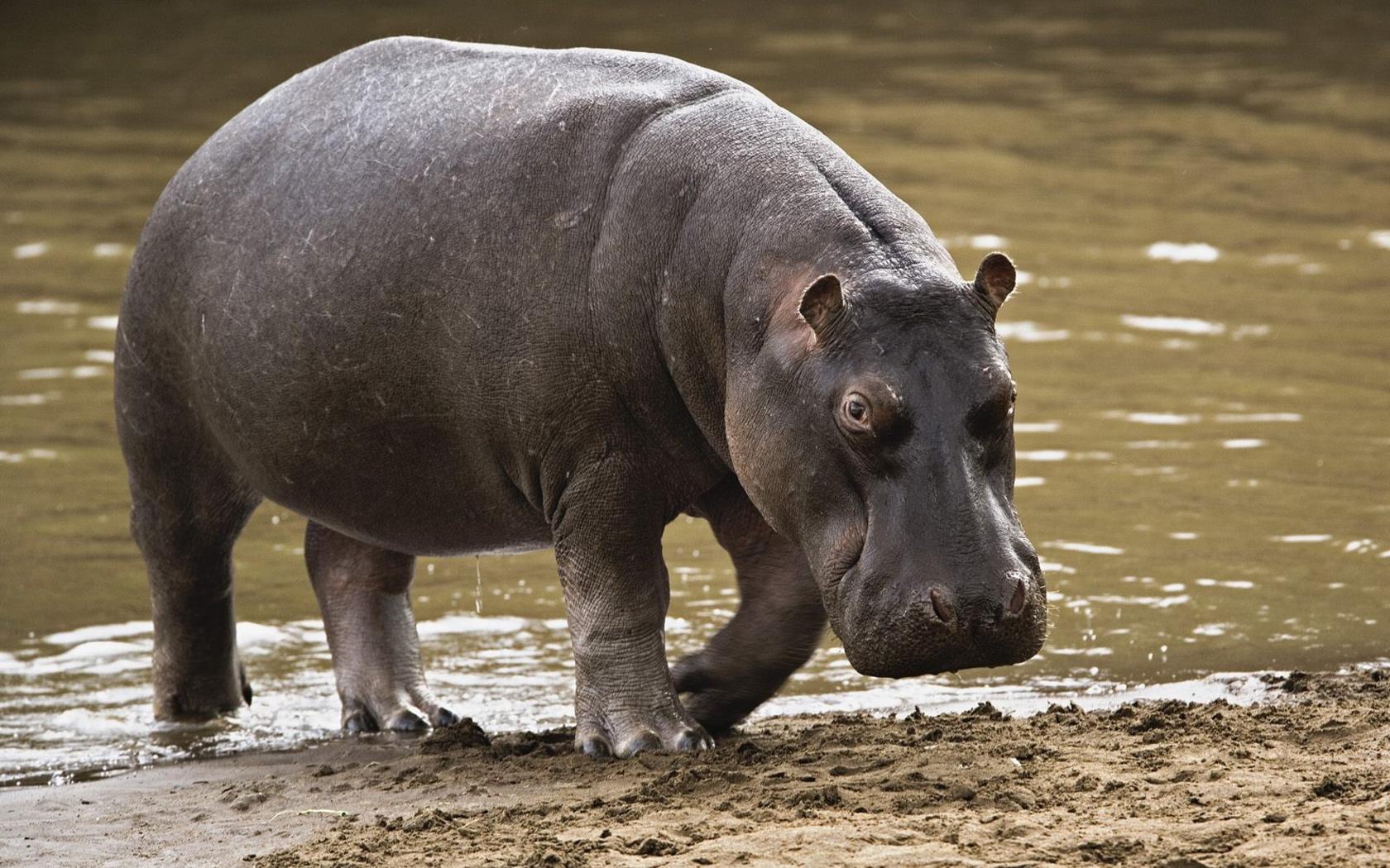 Cute Hippo Wallpapers