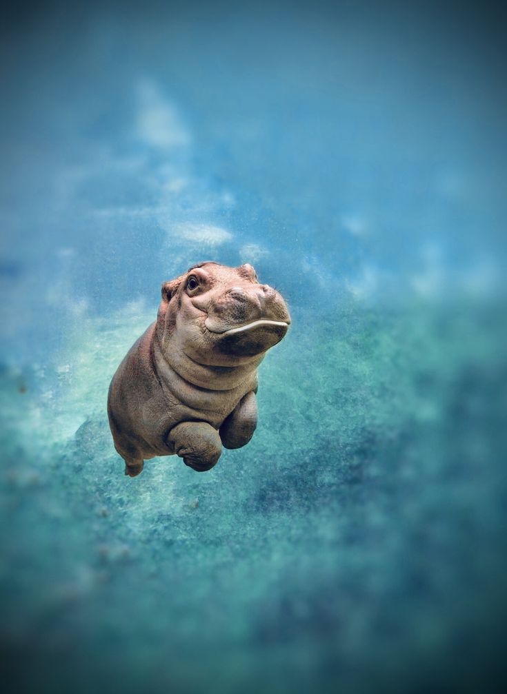 Cute Hippo Wallpapers