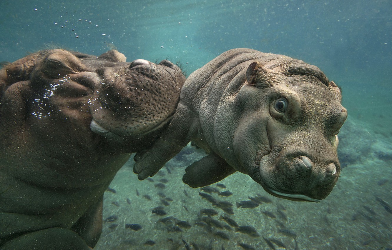 Cute Hippo Wallpapers