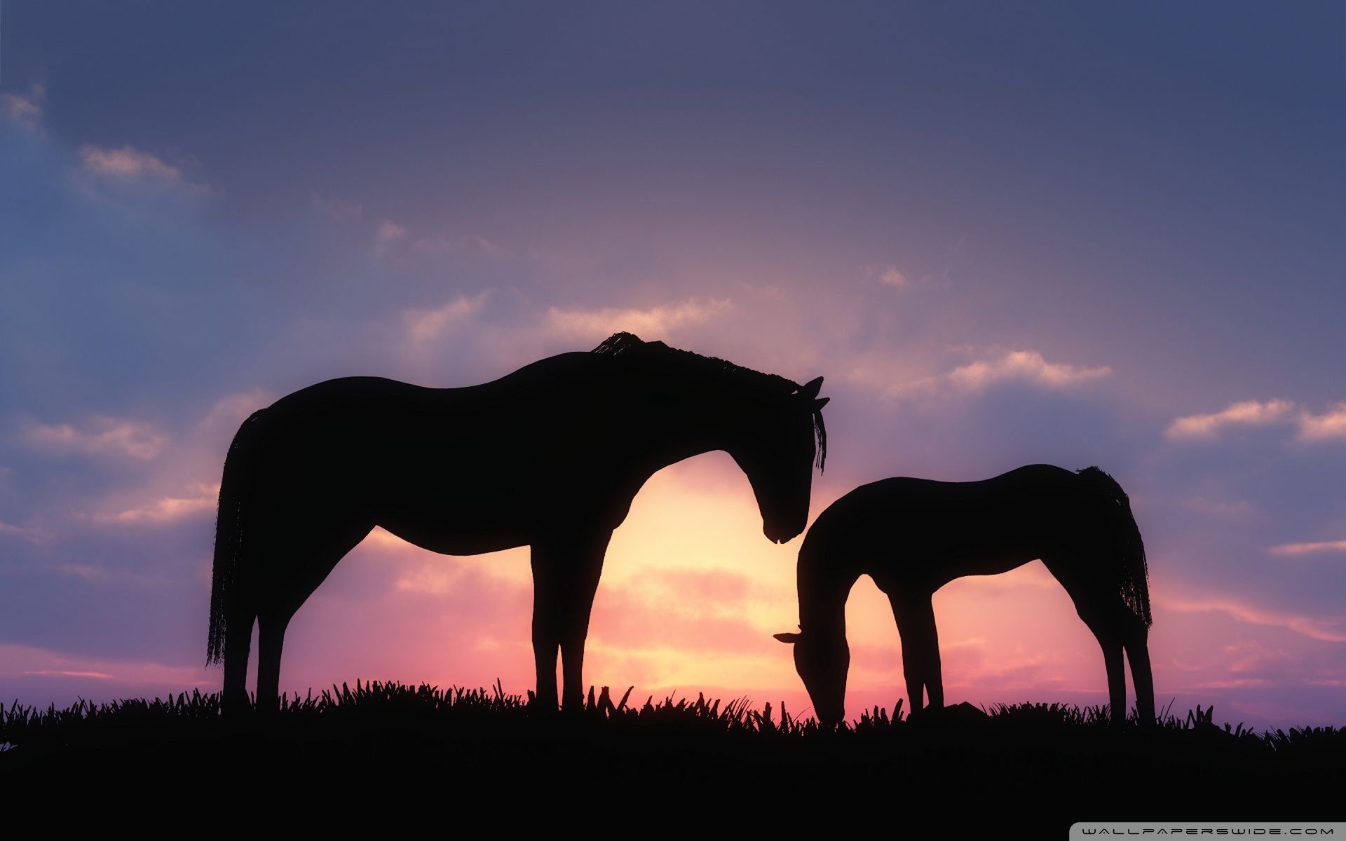 Cute HorsesWallpapers