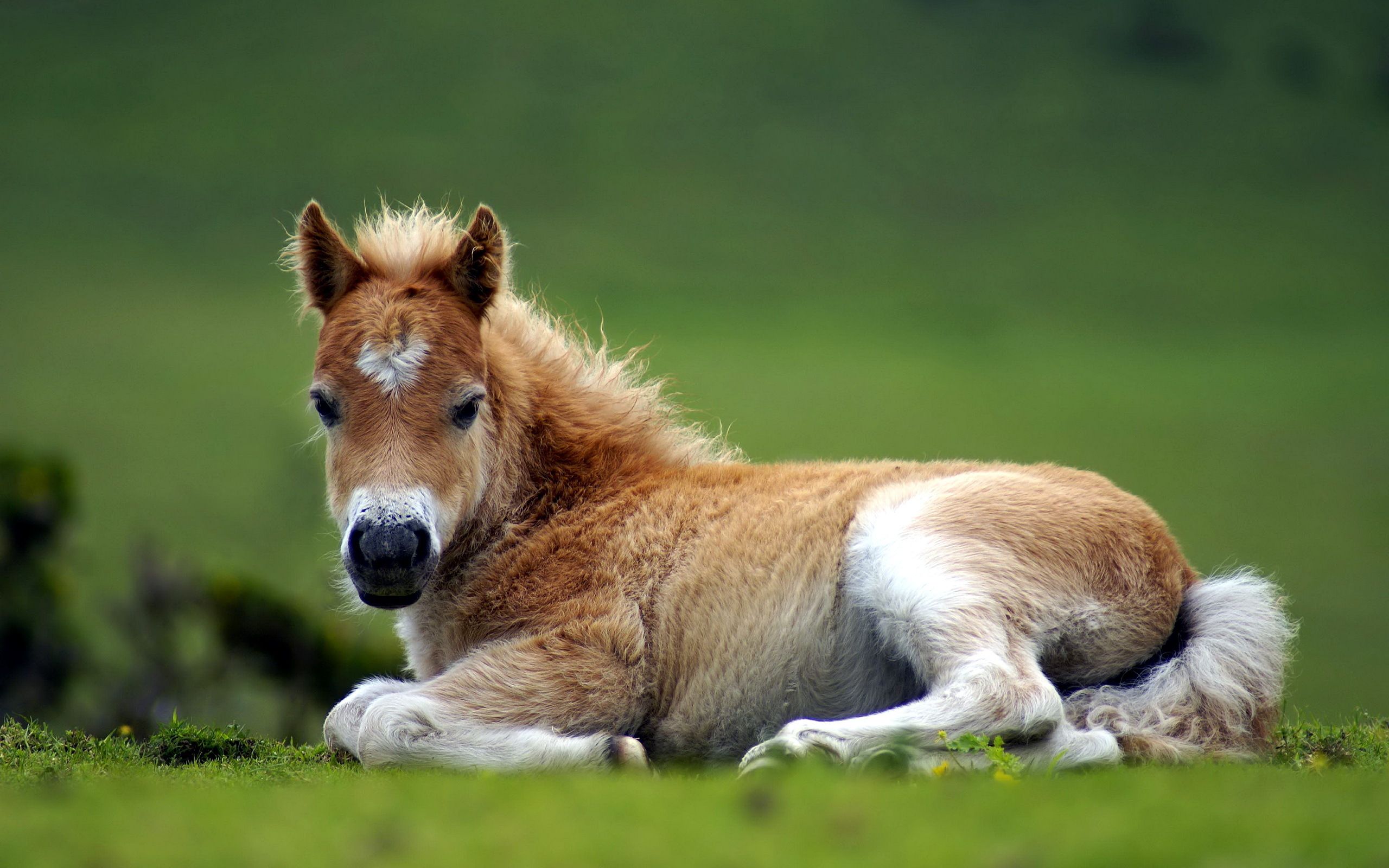 Cute HorsesWallpapers