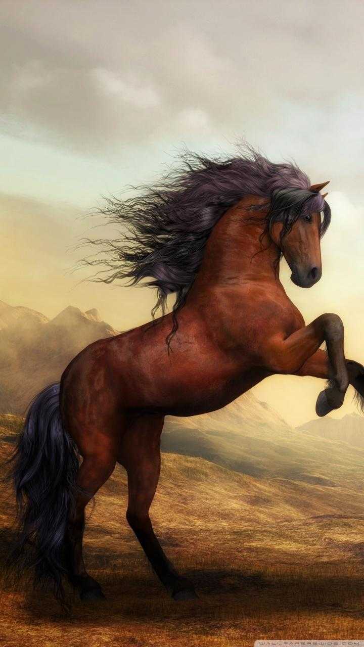 Cute HorsesWallpapers