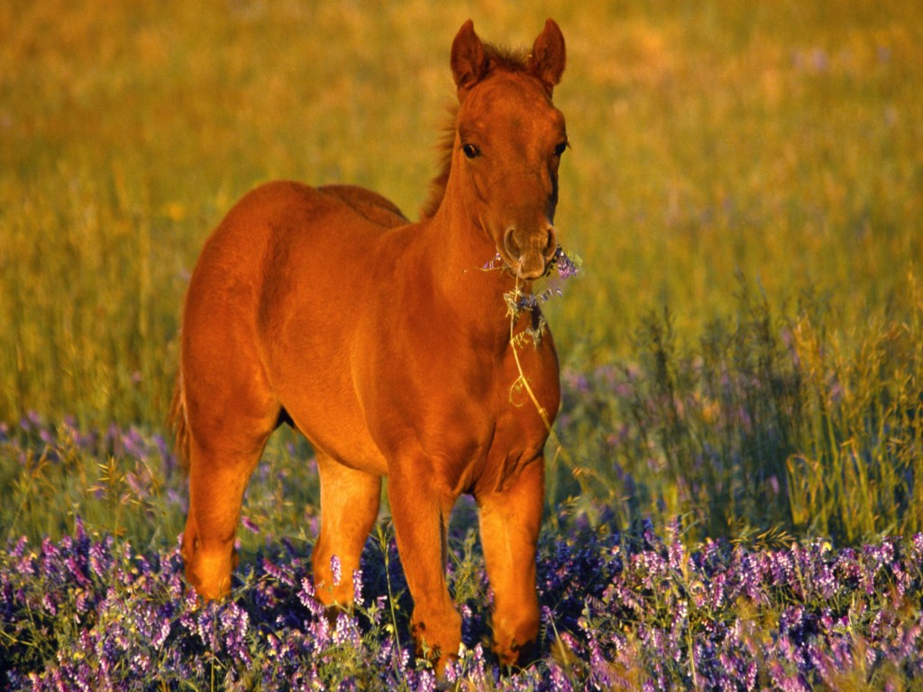 Cute HorsesWallpapers