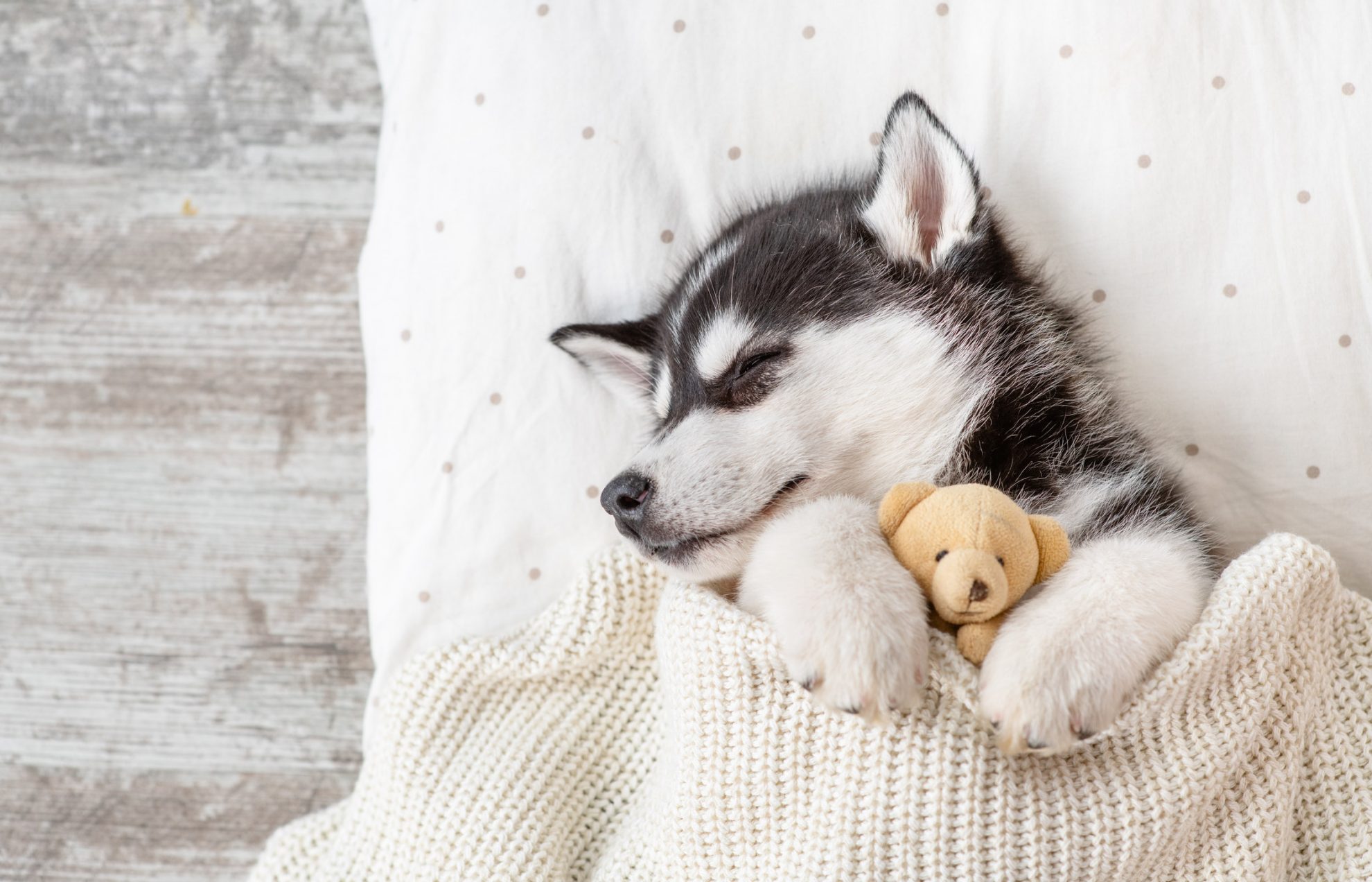 Cute Husky Wallpapers