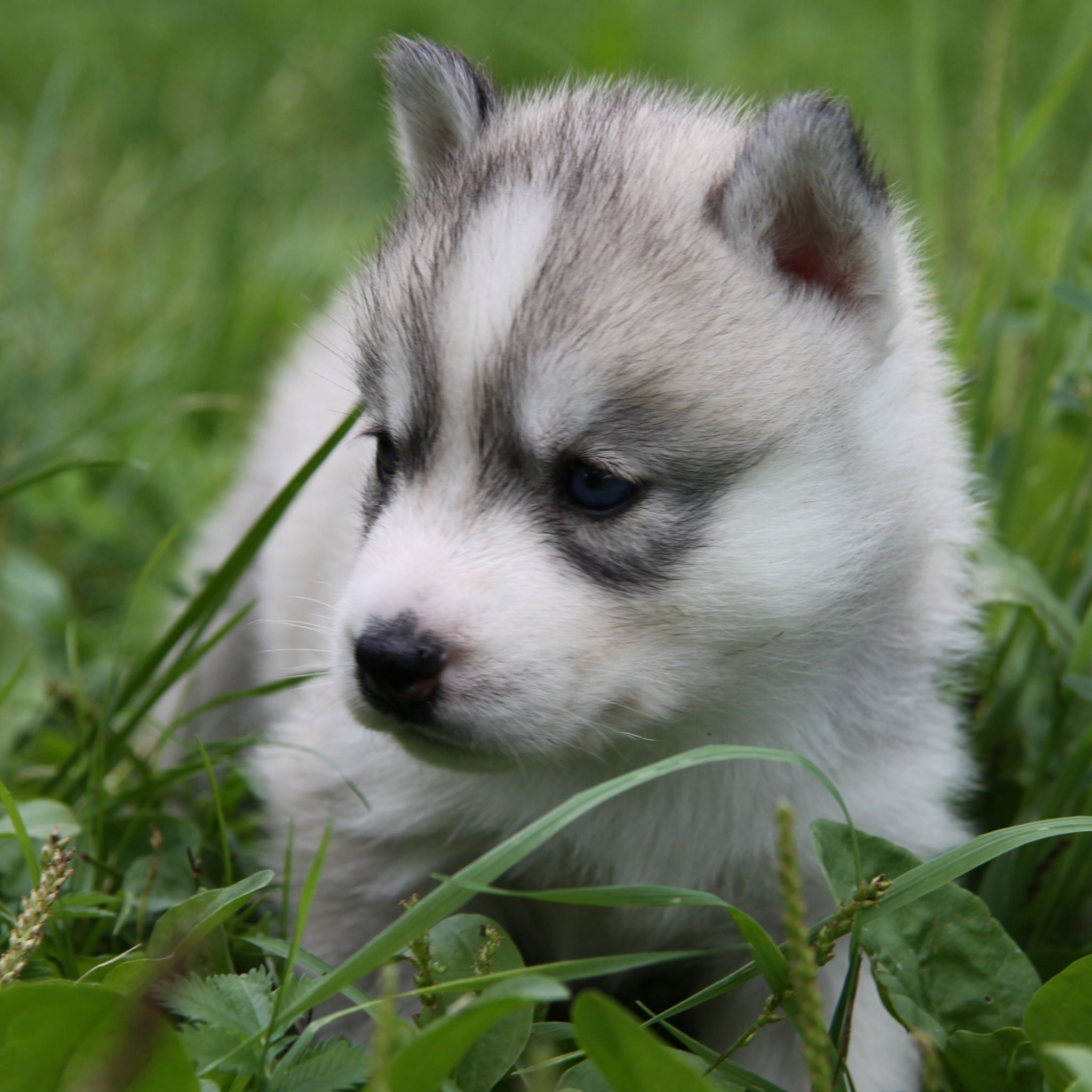 Cute Husky Wallpapers