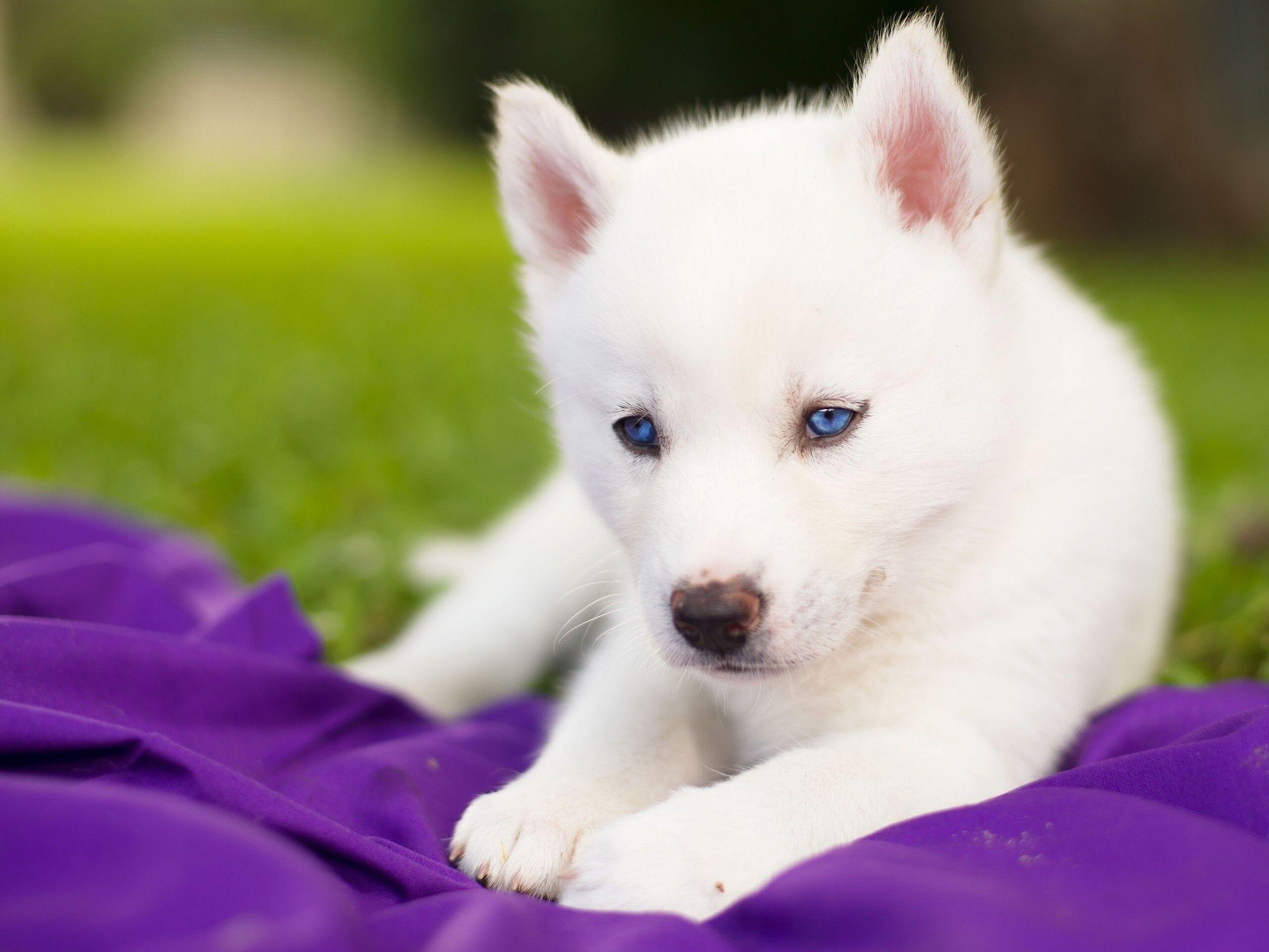 Cute Husky Wallpapers