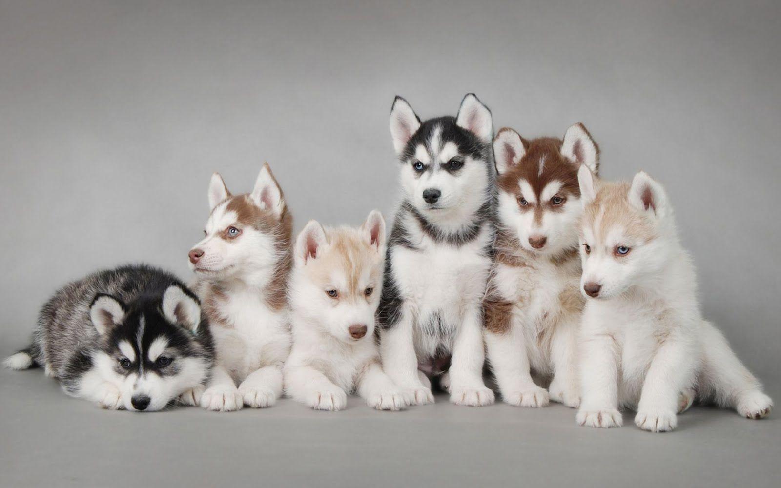 Cute Husky Puppies Wallpapers