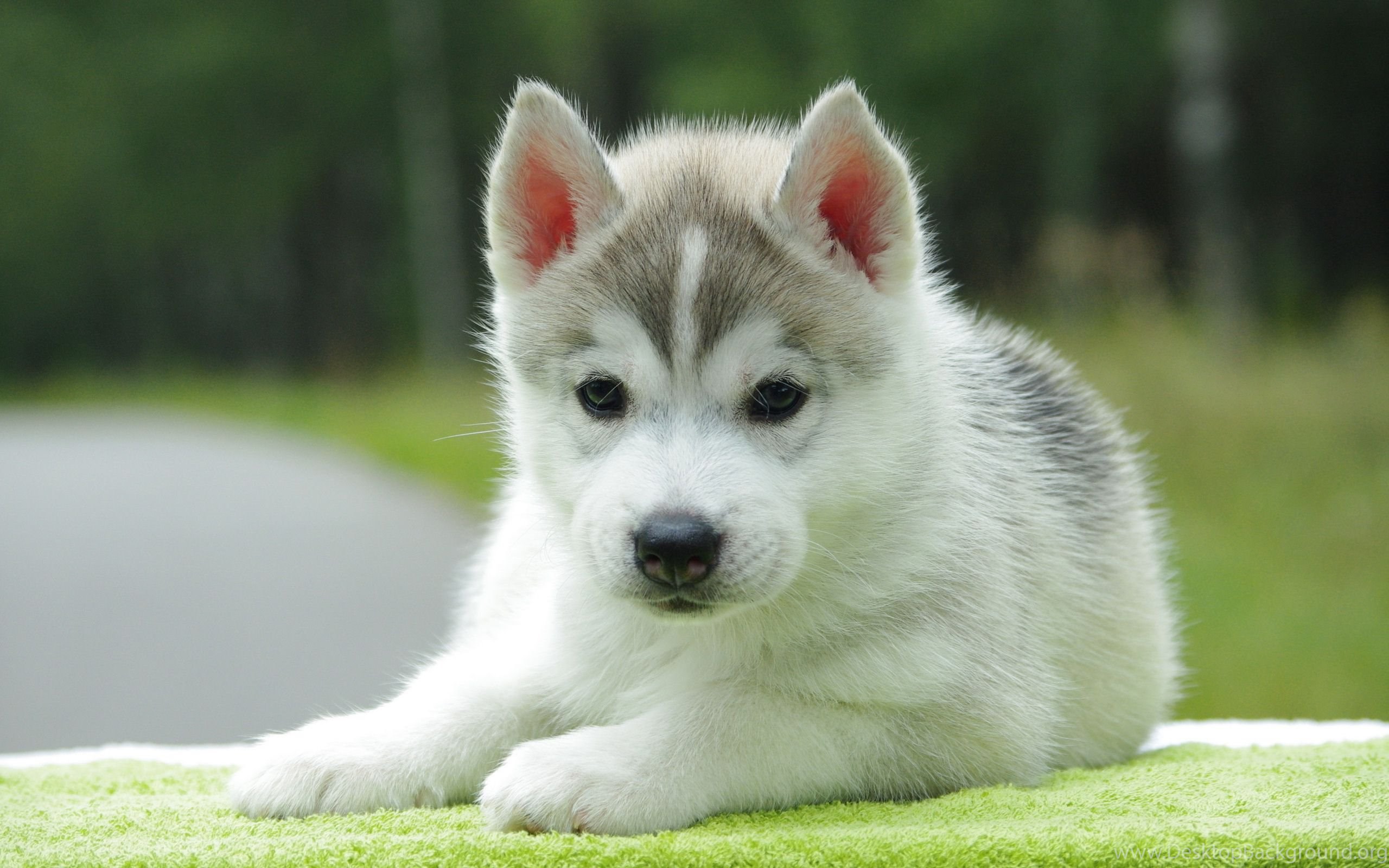 Cute Husky Puppies Wallpapers