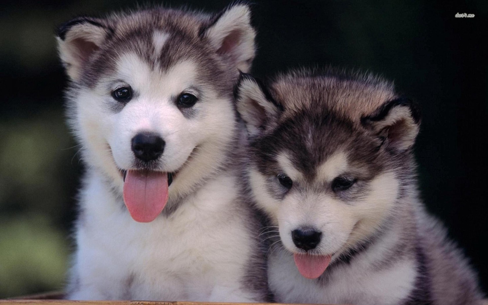 Cute Husky Puppies Wallpapers