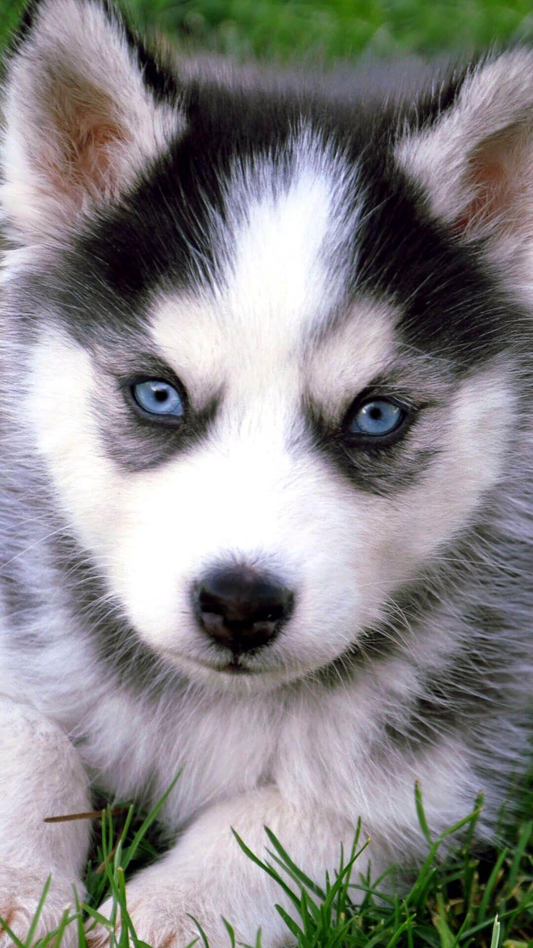 Cute Husky Puppies Wallpapers