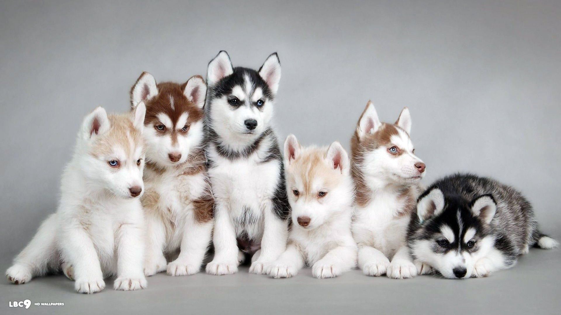 Cute Husky Puppies Wallpapers