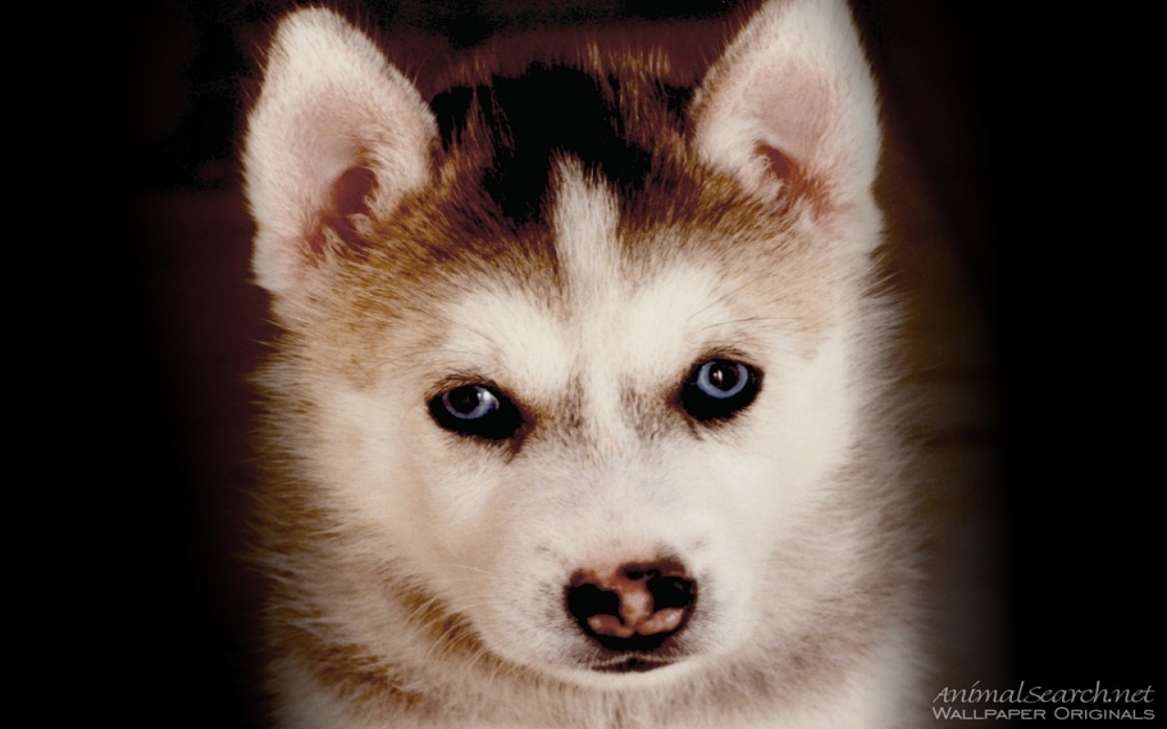 Cute Husky Puppies Wallpapers