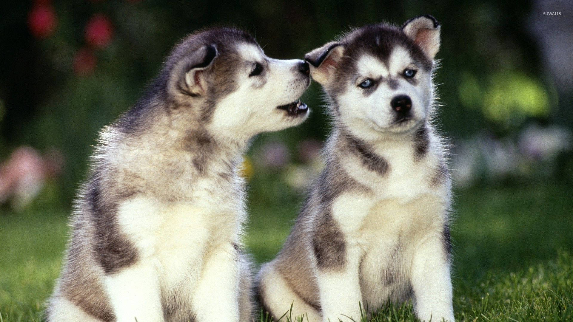 Cute Husky Puppies Wallpapers