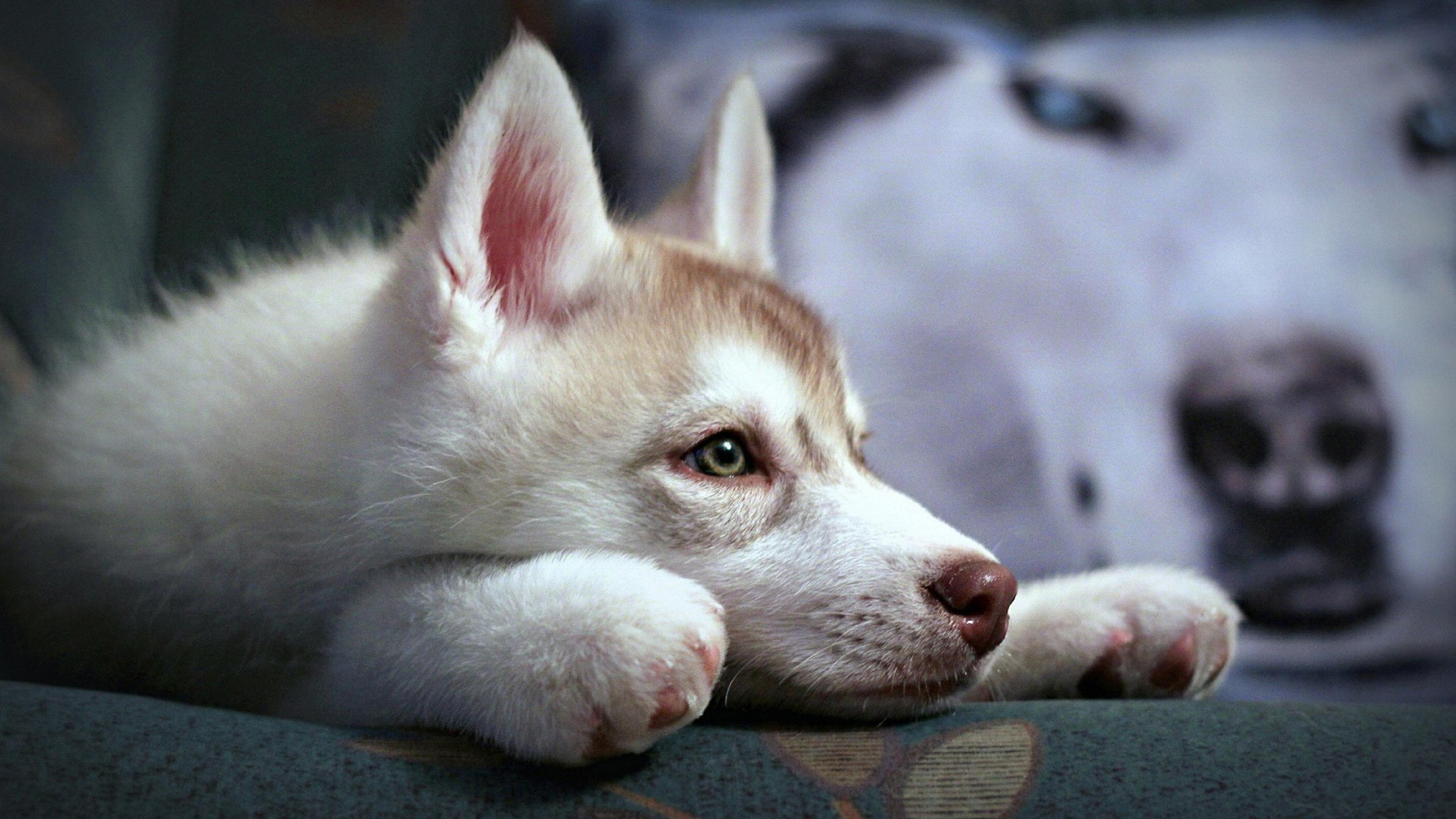 Cute Husky Puppies Wallpapers