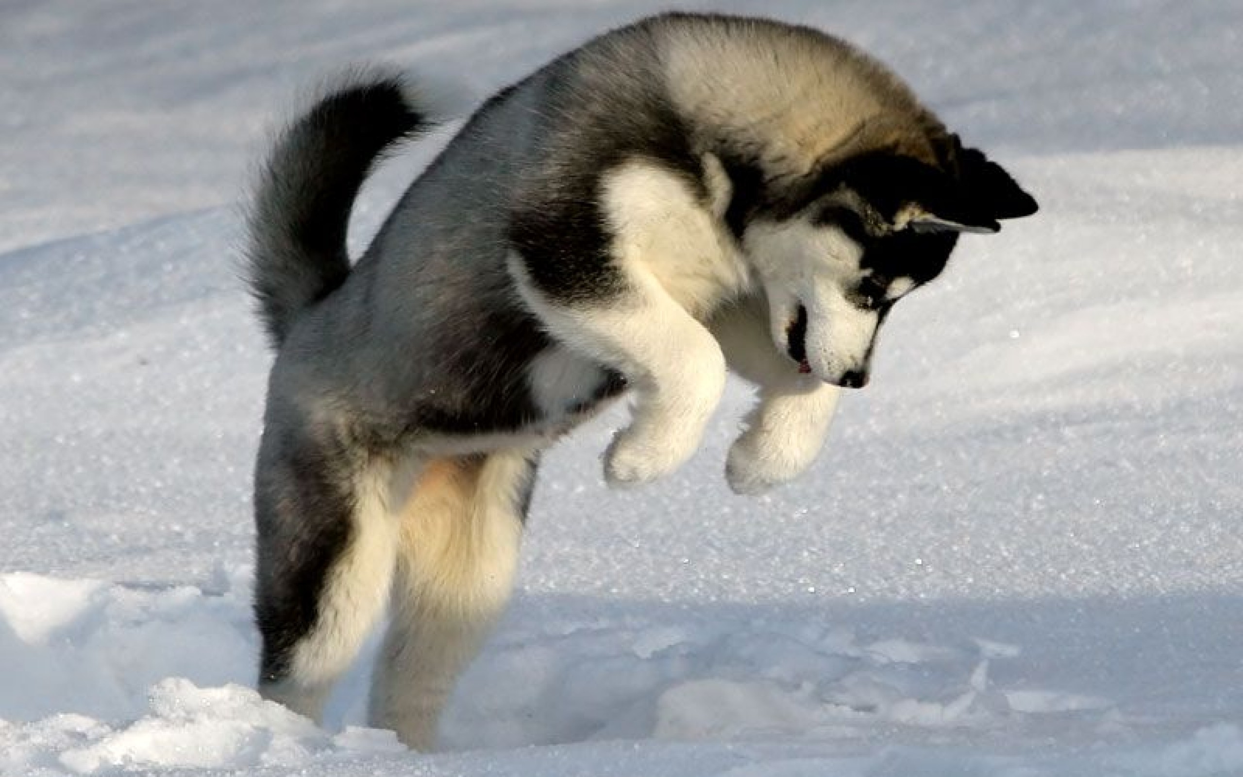 Cute Husky Puppies Wallpapers