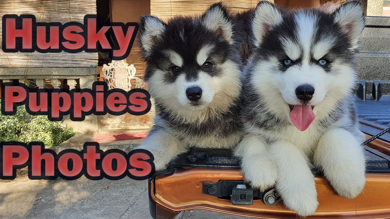 Cute Husky Puppies Wallpapers