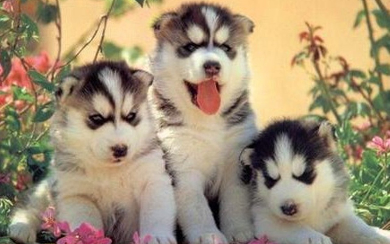 Cute Husky Puppies Wallpapers