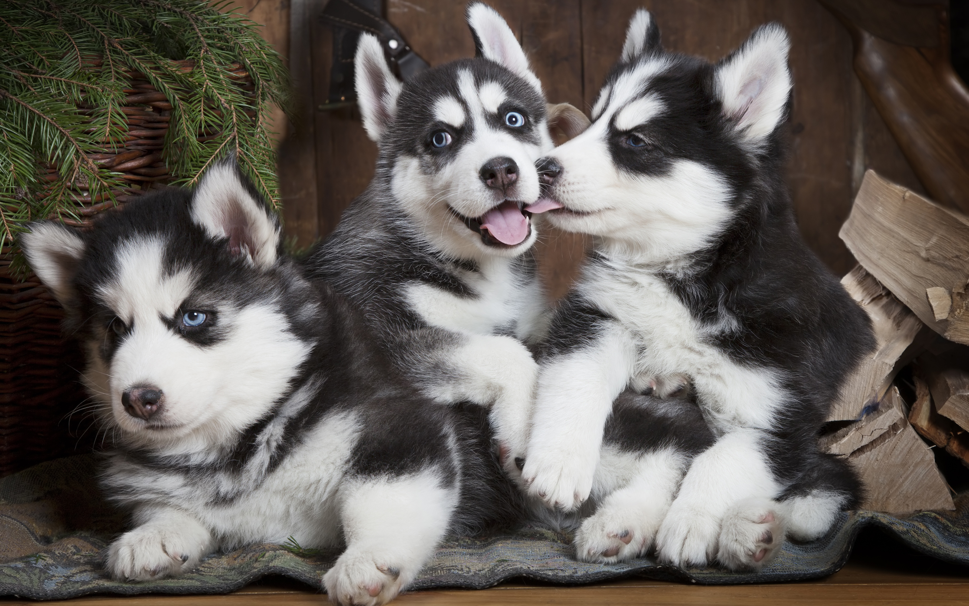 Cute Husky Puppies Wallpapers