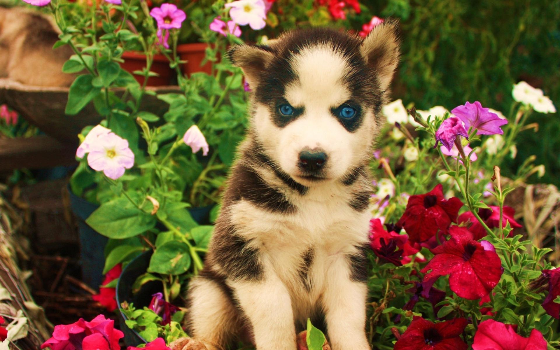 Cute Husky Puppies Wallpapers