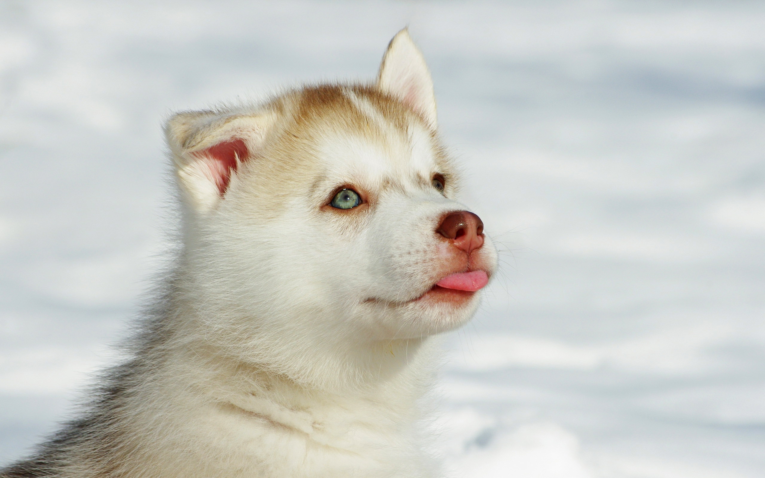 Cute Husky Puppies Wallpapers