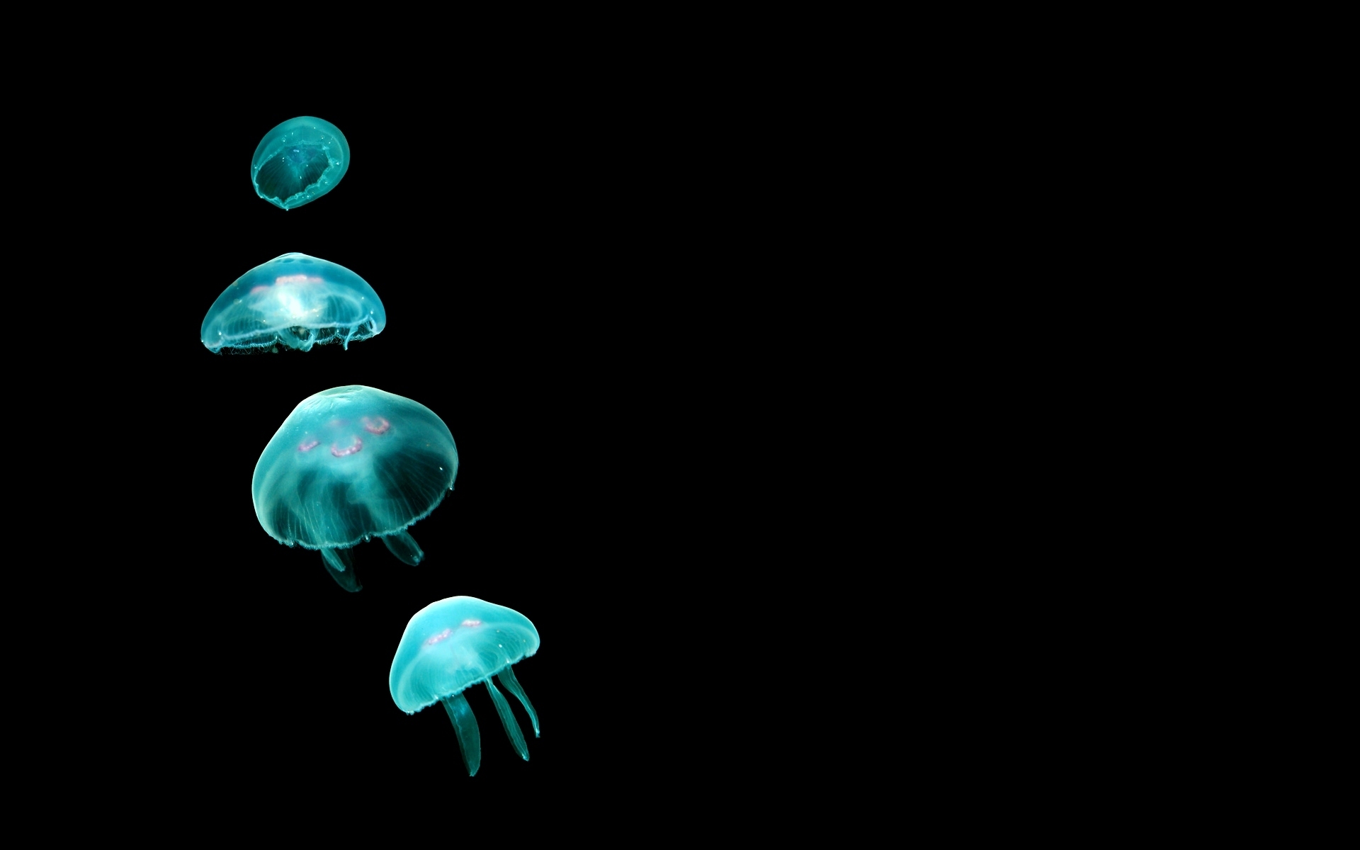 Cute Jellyfish Wallpapers