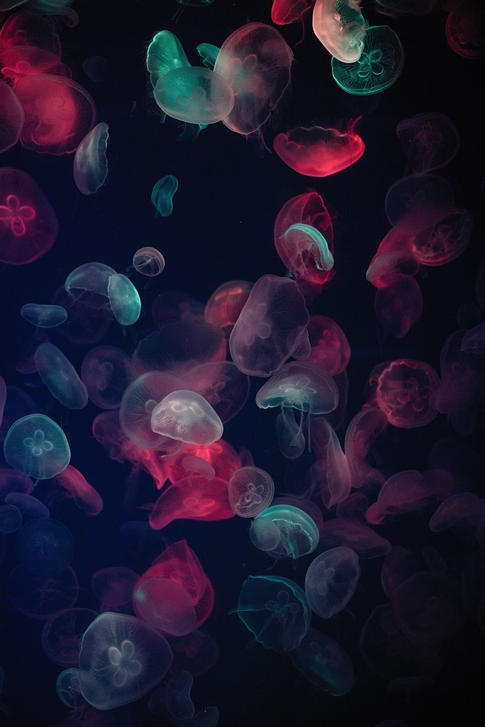 Cute Jellyfish Wallpapers