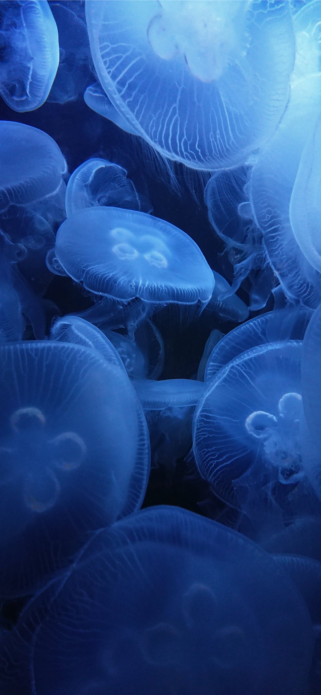 Cute Jellyfish Wallpapers