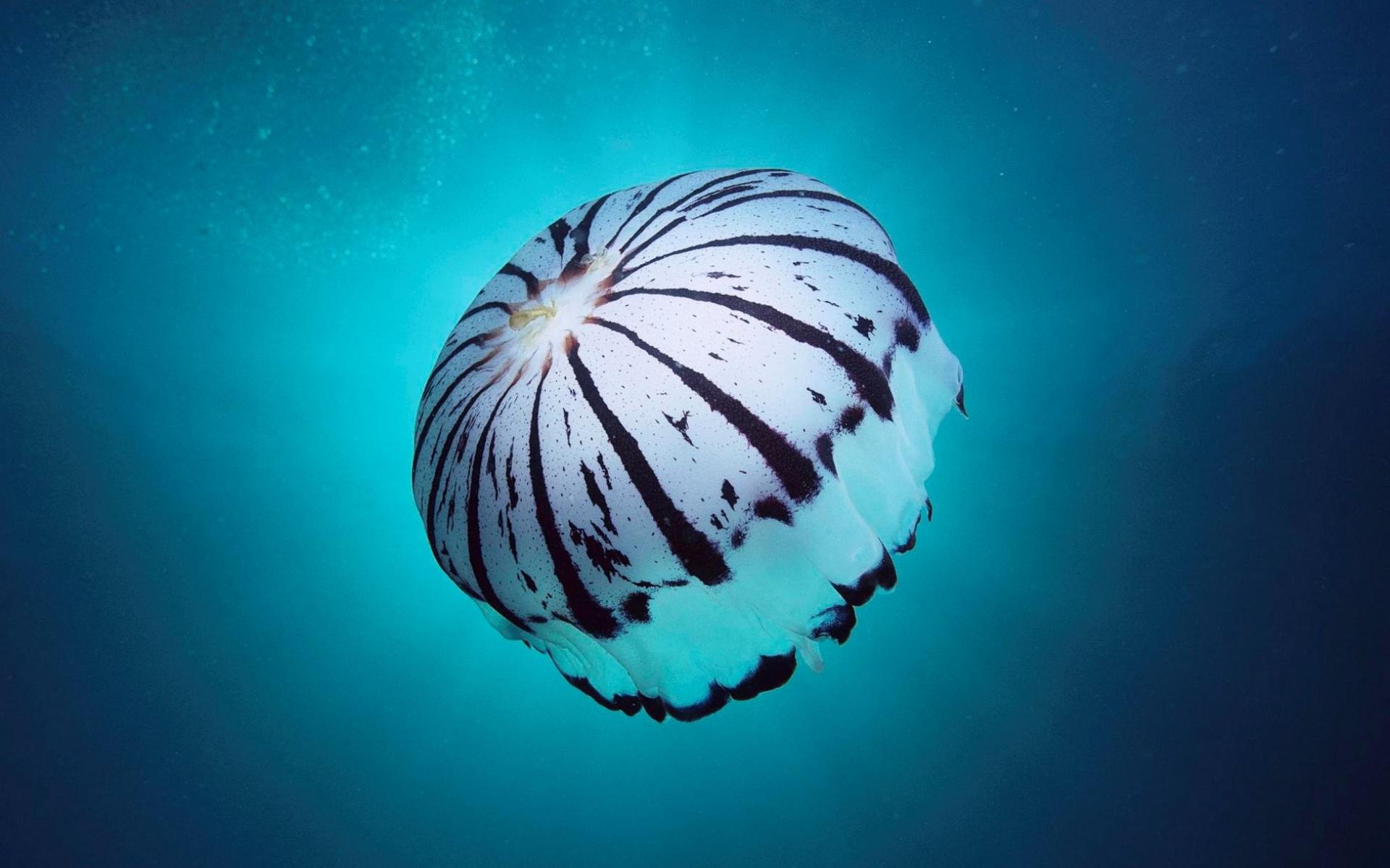 Cute Jellyfish Wallpapers